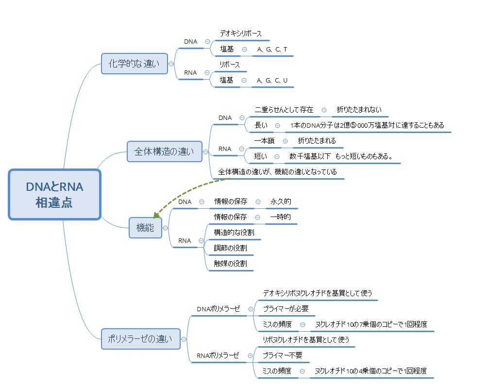 Dnaとrnaの共通点 違いをわかりやすく解説 Ayumi Media 生き抜く子供を育てたい